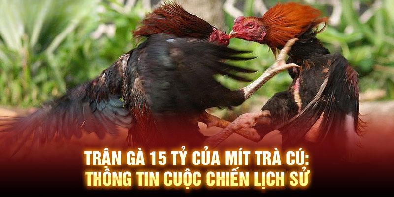 Trận gà 15 tỷ của Mít Trà Cú có kết quả ra sao?