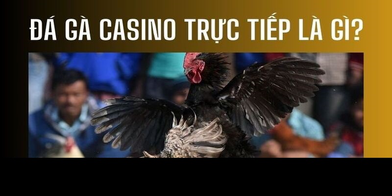 khái quát bộ môn đá gà casino trực tiếp