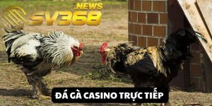 Đá gà casino trực tiếp đem tới những trải nghiệm giải trí đầy thú vị nhưng không kém phần kịch tính, hồi hộp. Khám phá ngay để dắt túi phần thưởng hấp dẫn.