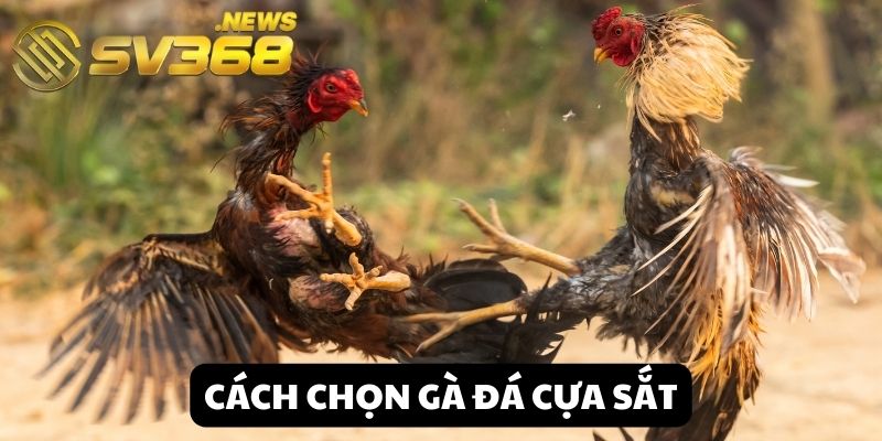 cách chọn gà đá cựa sắt