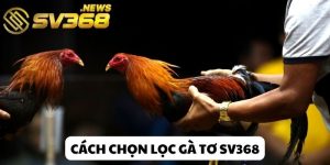 cách chọn lọc gà tơ