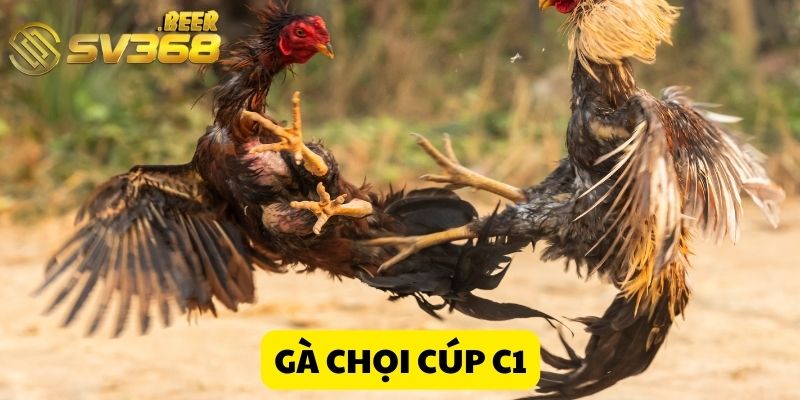 Tips giúp hội viên giành được nhiều phần thưởng tại chọi gà cúp C1